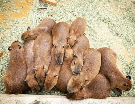 The Ultimate Guide To Capybaras As Pets All Things Capybara