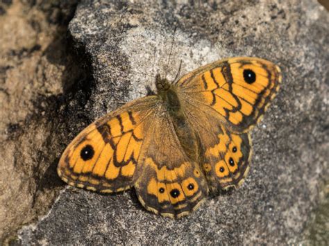 Wall Brown Butterfly Hoe Grange Quarry