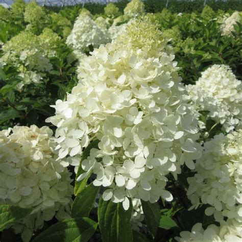 Hydrangea Paniculata ‘lavalamp Moonrock Blue Sky Nursery