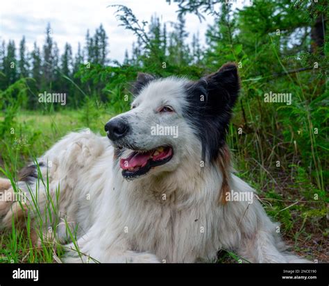 White Dog Yakut Laika Lies On The Grass In The Forest With His Mouth