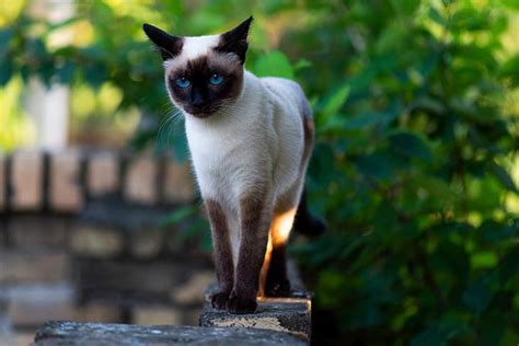 Siamese Cat Breed Profile Personality Care Pictures