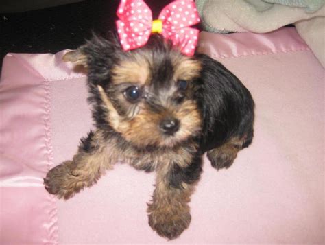 Looking for a yorkiepoo puppy for sale? YorkiePoo Puppies For Sale | California Street, CA #247400
