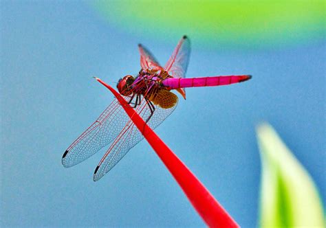 A Pink Dragonfly At The Bird Of Paradise Flower Singapore Botanic