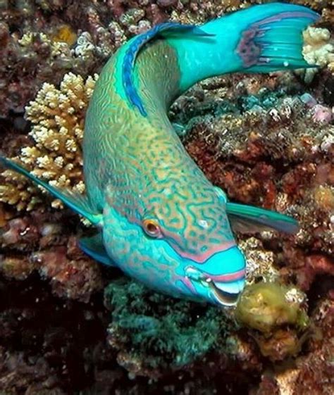 Coral Cant Live Without Parrotfish These Gorgeous Fish