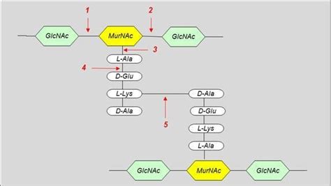 Typical Peptidoglycan Structure Of Gram Positive Bacteria Showing