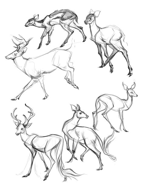 Deer Drawing Reference And Sketches For Artists