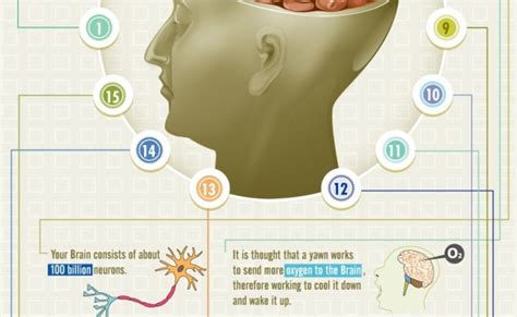 50 Interesting Facts About Human Brain Fact Republic Otosection