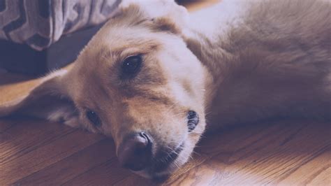 The symptom "difficult breathing" in dogs