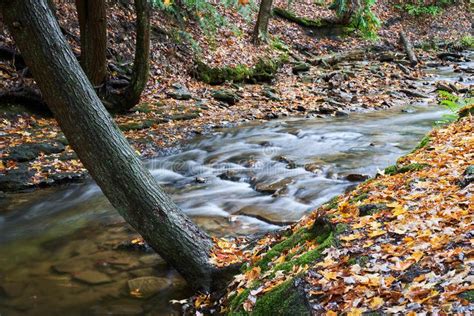 Autumn Creek With Colorful Leaves Stock Image Image Of Outdoor