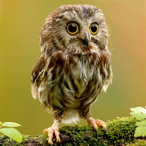 Erinloveslove Cutest Owl Ever