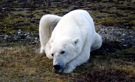 Scientists Warn Of Polar Bear Attacks In Warming Arctic Climate Central