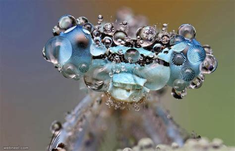 100 Award Winning Macro Photography Examples For You