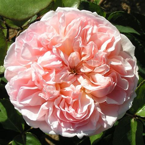 Buy Evelyn Rose Bush From Trevor White Roses Old Rose Specialists