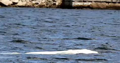 Beluga Whale Spotted In Taunton River Cbs Boston