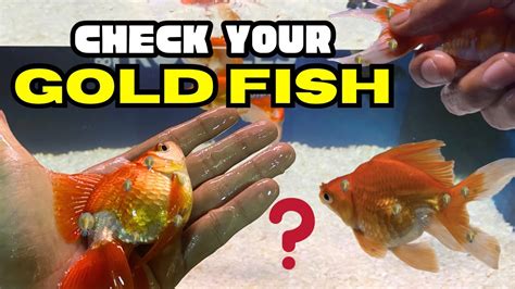 How To Remove Lice From Aquarium Goldfish YouTube