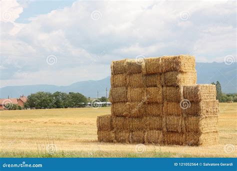 Hay Bales Stacked On A Big Pile Stock Photo Image Of Harvest Straw