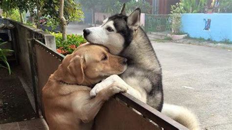 10 Adorable Pics Of Owners Hugging Their Huskies Husky Lovers Site