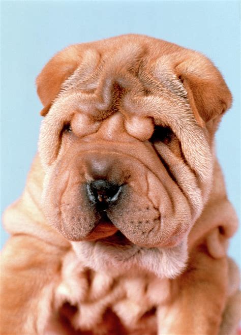 Shar Pei Puppy Dog Photograph By Animal Images Pixels