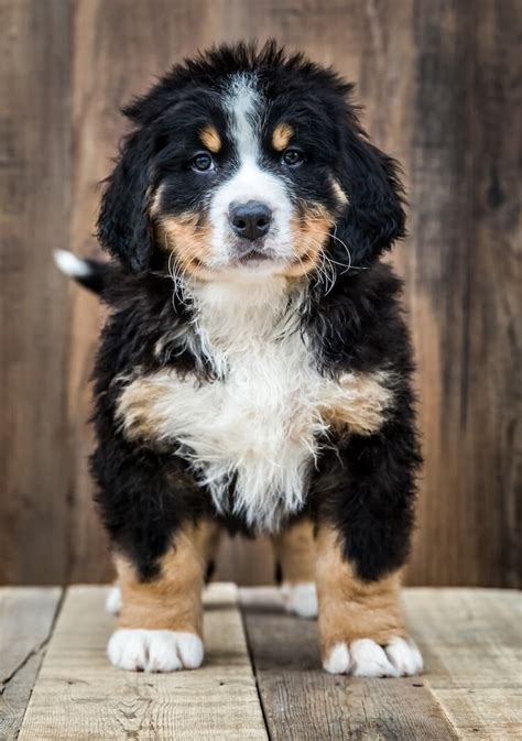 Bernedoodle Dog Breed Information Facts Temperament And Size All