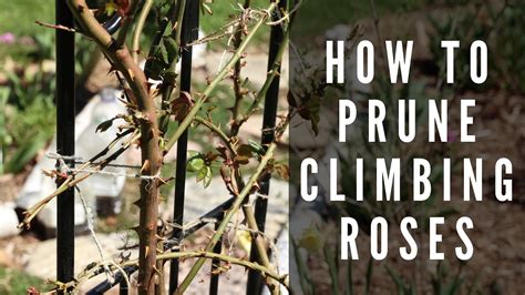 How To Prune Climbing Roses In The Spring Canadian Gardening Youtube