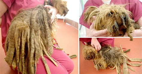 Yorkshire Terrier Covered In Dreadlocks After Going Unbrushed For 13