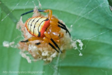 Colorful Tropical Spiders Thephotoforum 📷 Film And Digital Photography