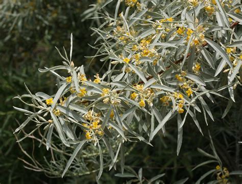 The fragrant flowers are also distilled for use in perfumes. Russian Olive tree in flower | Elaeagnus angustifolia. Non ...