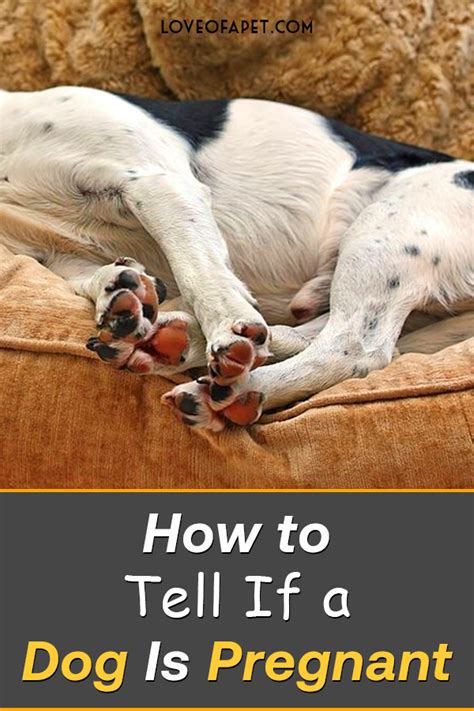 The Best How To Know If A Dog Is Pregnant Early Ideas