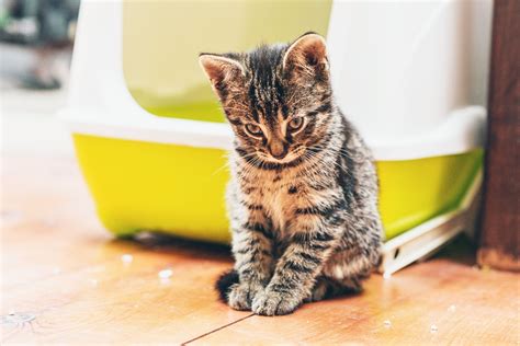 Cats instinctively prefer to bury their waste, so the litter box should be their favorite place in your home to take care of business. Why Your Cat is Peeing or Pooping Outside the Litter Box ...