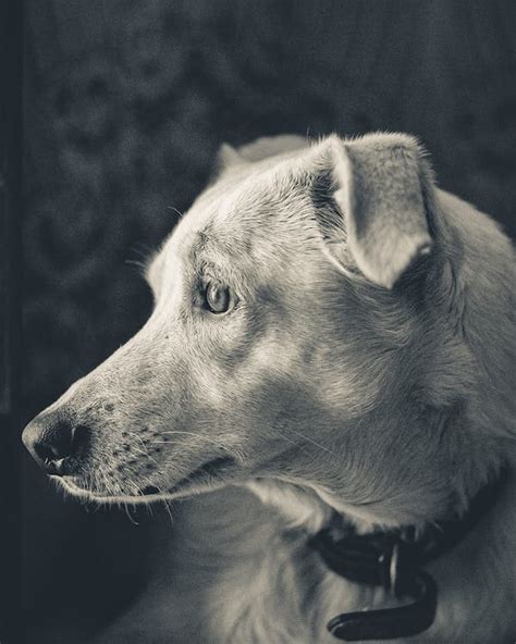 Schnauzer Puppy Grayscale Photography · Free Stock Photo