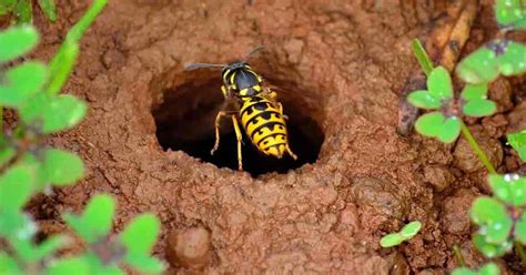 This solution is also great for killing many other insect pests in the yard, like gnats on plants and slugs or mosquitoes in the area. How To Get Rid Of Wasps Naturally: 10 Ways For Control