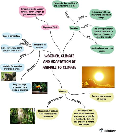 Mindmap Weather Climate And Adaptation Of Animals To Climate