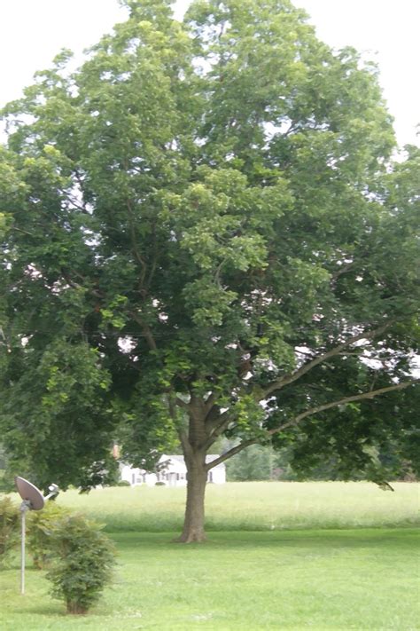 Pecan trees are native to north america and provide a valuable commercial crop. Food Gratitude: August 2013