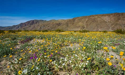 Anza Borrego Desert State Park Wildflower Super Bloom Travel Caffeine