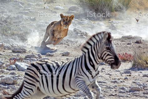Lion Hunting Zebra Stock Photo Download Image Now Animals Hunting