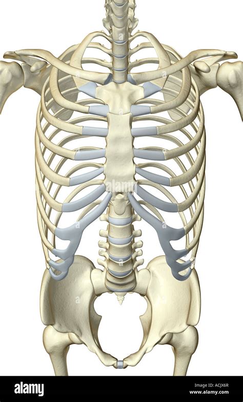 Huesos Del Cuerpo Humano Huesos Del Tronco Images And Photos Finder