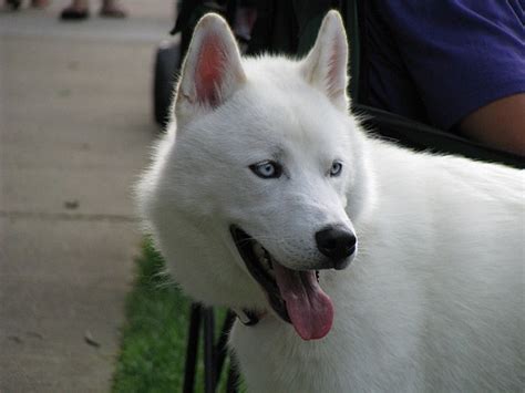 Beautiful White Wolf Dog By C S Phoenix Wolf Dog White Wolf Dog