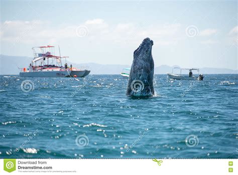 Whale Human Watching Stock Image Image Of Jumping Breach
