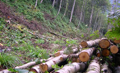 Arhavi hava durumu tahminlerinini 7 günlük ve saatlik olarak sunmaktadır. Arhavi - Arhavizyon | SONDAJ YOLU BAHANE…TALAN ŞAHANE…