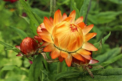 Helichrysum bracteatum, Everlasting Flower | Everlasting flowers, Flowers, Helichrysum