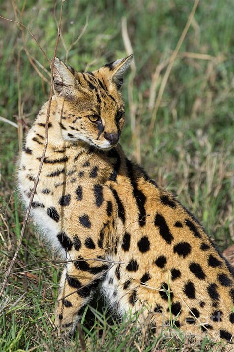 It is commonly recorded in national parks and reserves but its status outside such protected areas, especially in northern africa, is not well known. African Serval in Ngorongoro Conservation Area Photograph ...