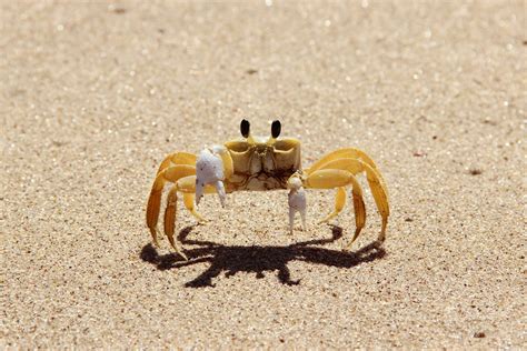 13 Curious Types Of Crabs