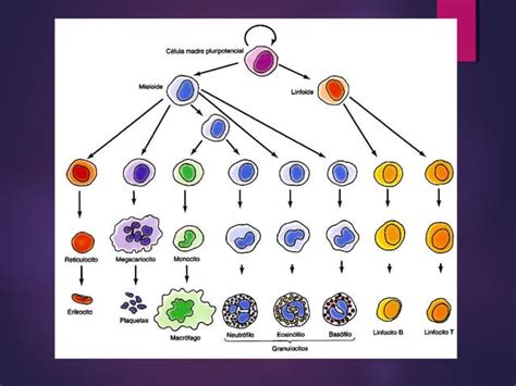 Diferenciación Celular