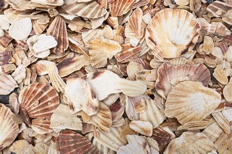 Shells On Fenella Beach Near West Quay Peel Isle Of Man Flickr