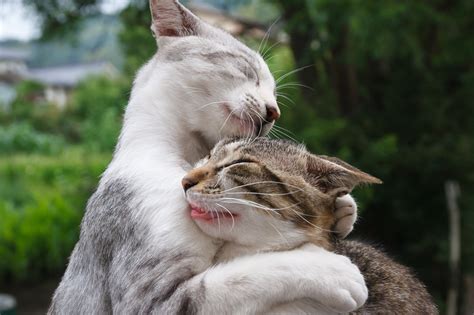 Selective Focus Of Two Cat Closing Their Eyes Hugging Each Other Hd