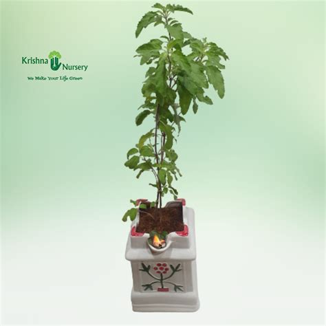 Tulsi Plant With Ceramic Pot