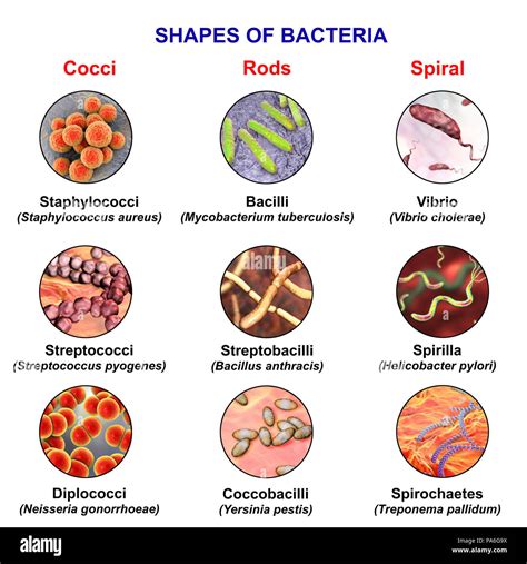 Different Morphology Of Bacteria