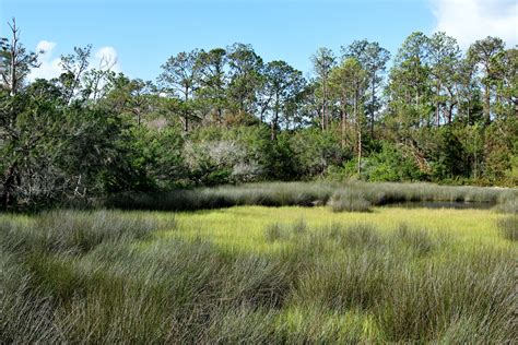 Download Free Photo Of Florida Marshlandswampgrassnaturewetland