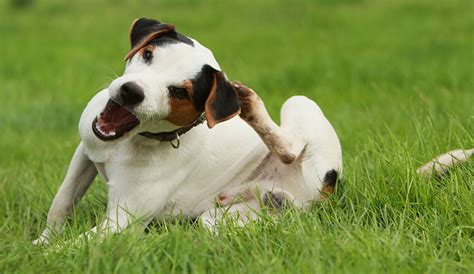 Why Your Dog Is Constantly Scratching And Itching Canadapetcare