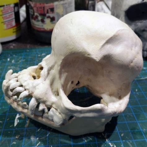 In this pug tutorial, we are going to learn all about pugjs and how to use it in an efficient and easier way. Download free STL file Pug skull • 3D printing design ・ Cults